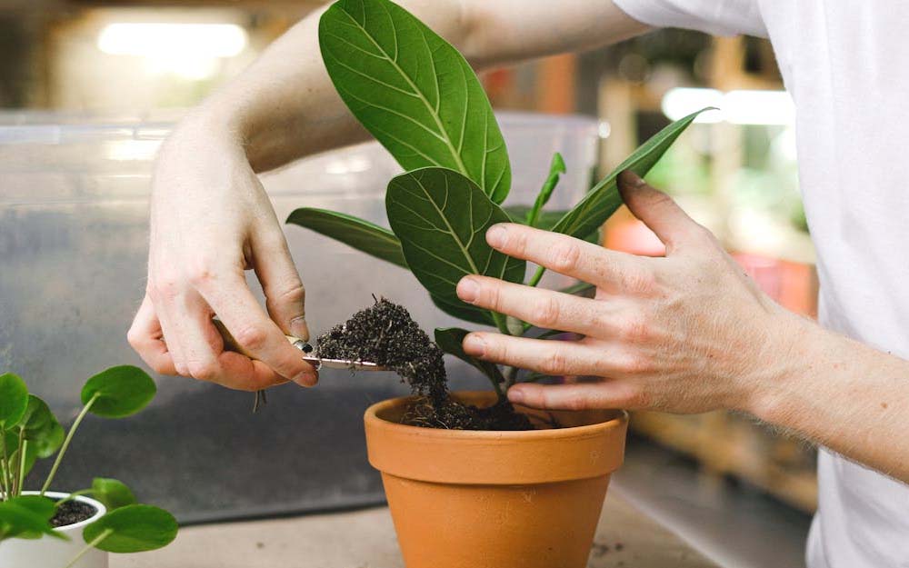 Getting planting advice in the yard