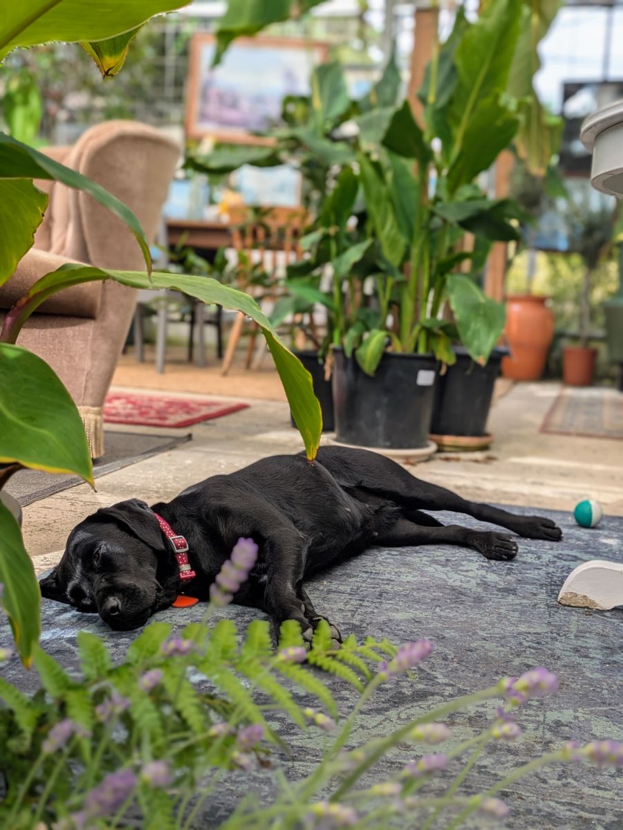 The dog asleep on the rug among lavender and house plants