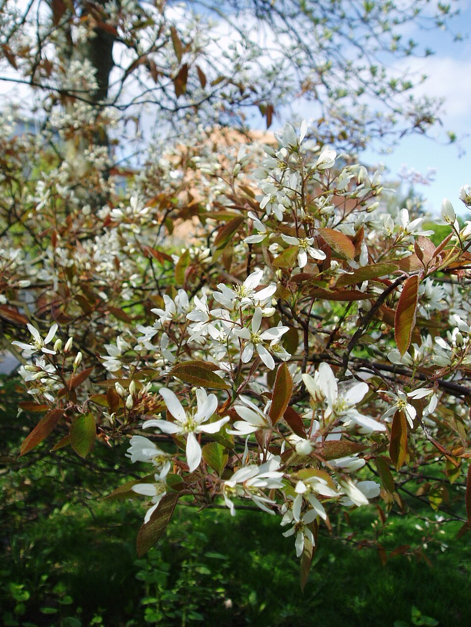 Juneberry