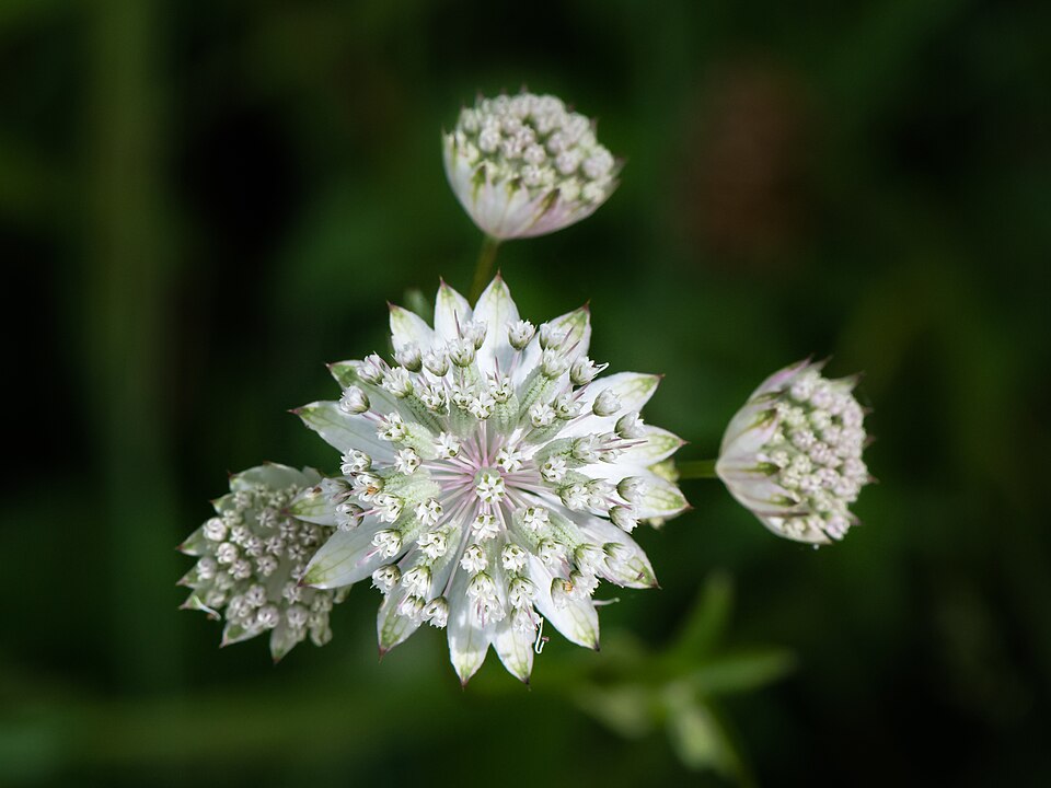 Astrantia ‘Roma’