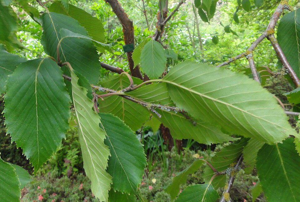 Himalayan birch