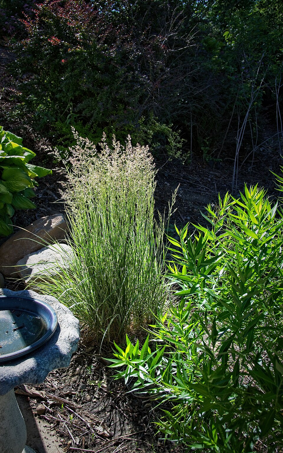 Feather reed grass ‘Karl Foerster’