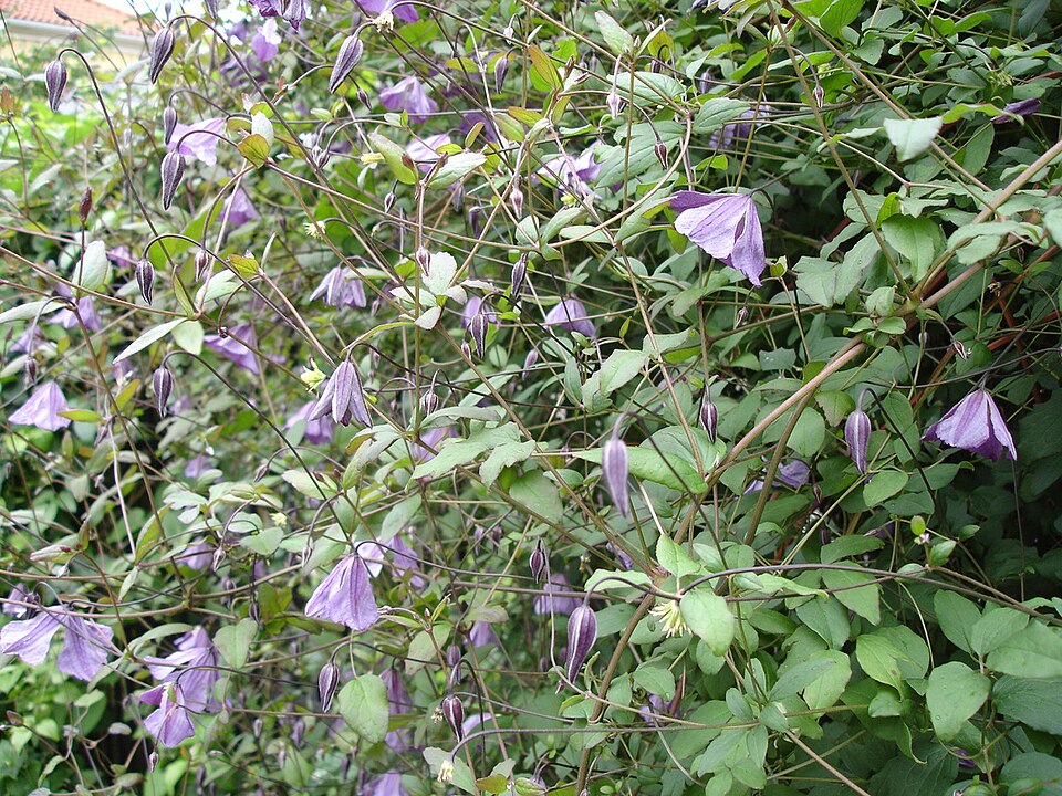 Clematis ‘Etoile Violette’