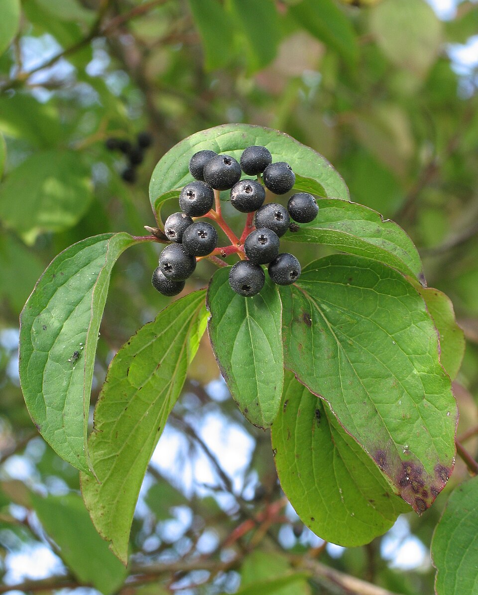 Dogwood ‘Midwinter Fire’