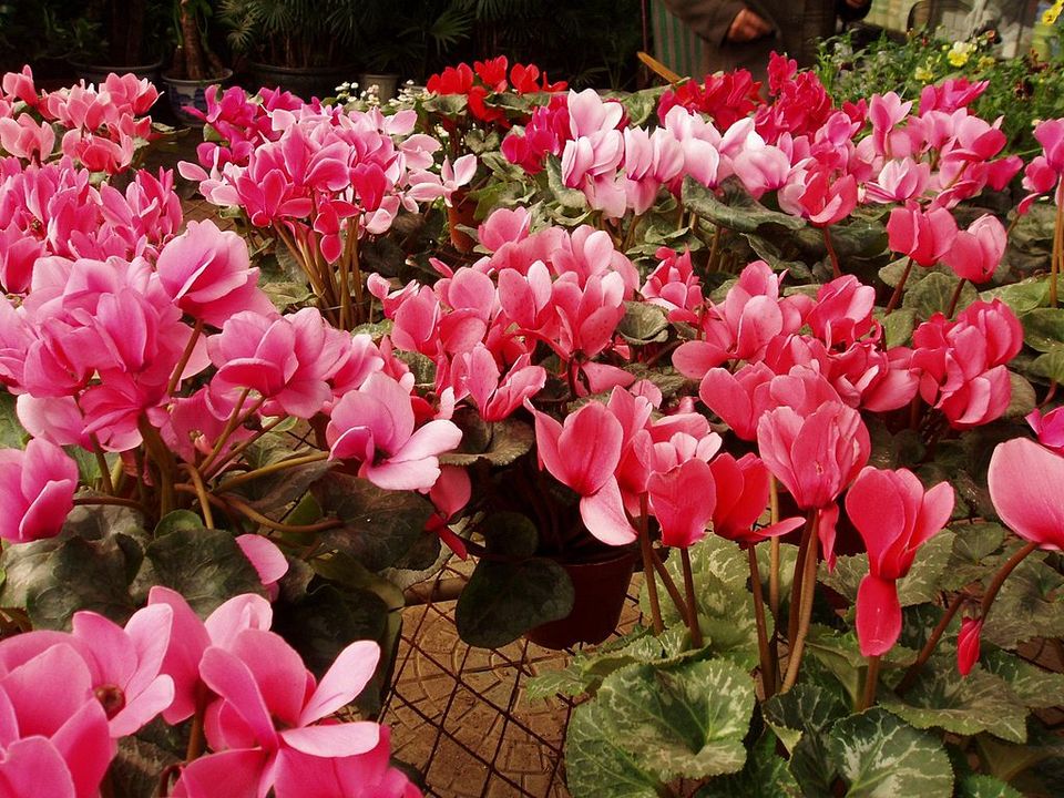 Cyclamen
