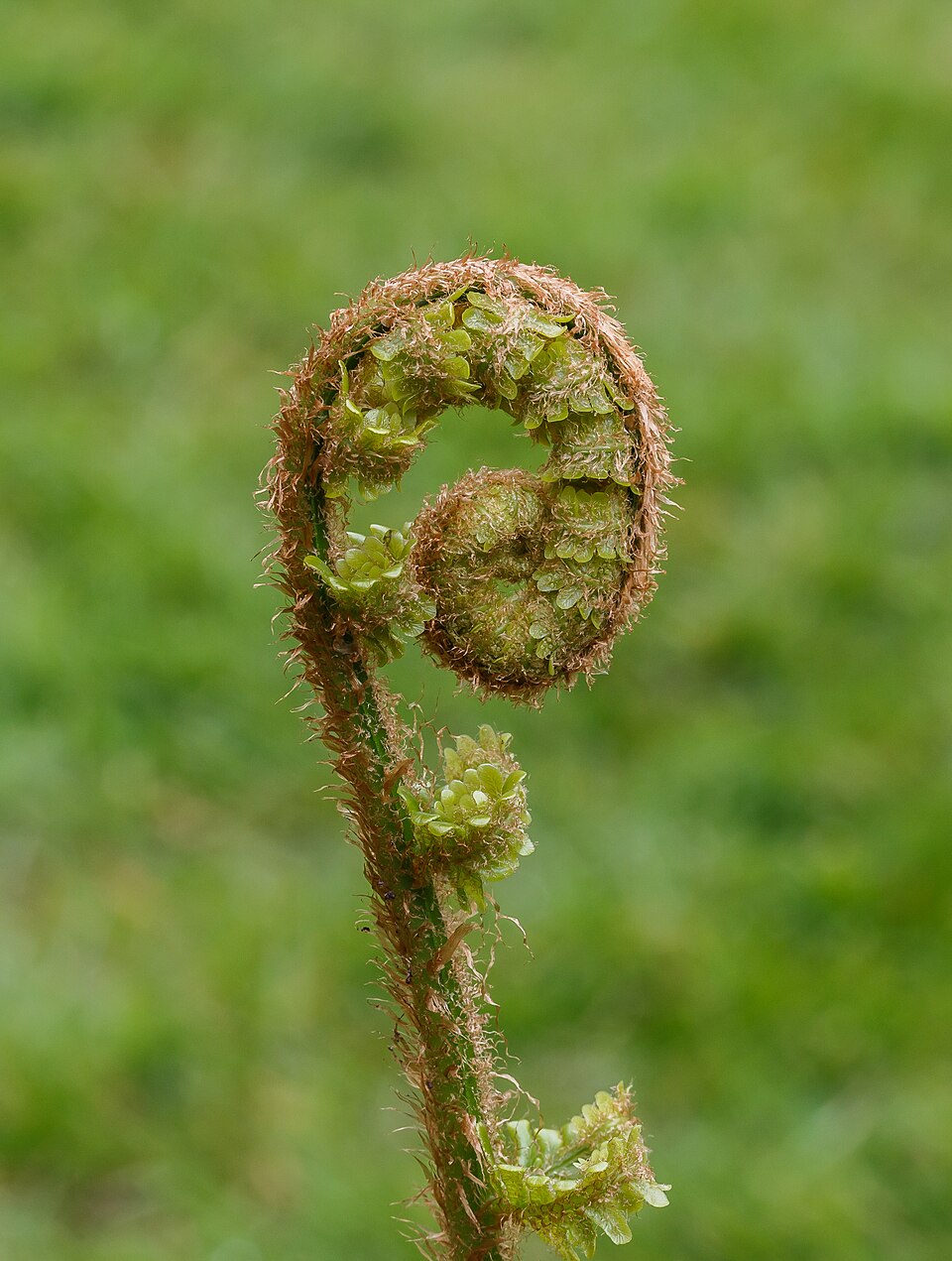 Male fern