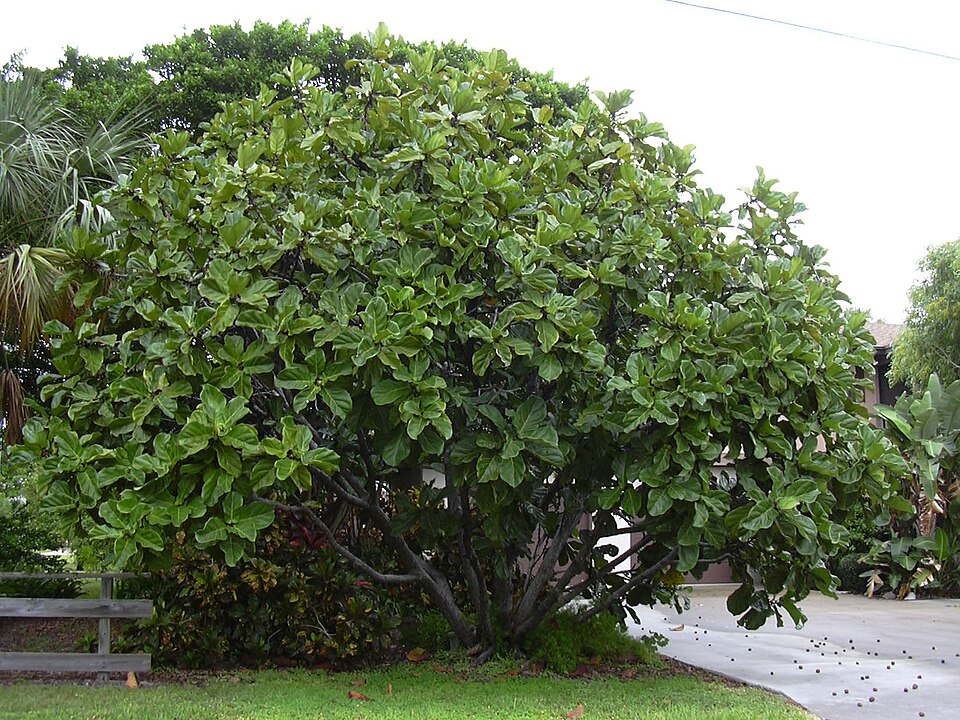 Fiddle leaf fig