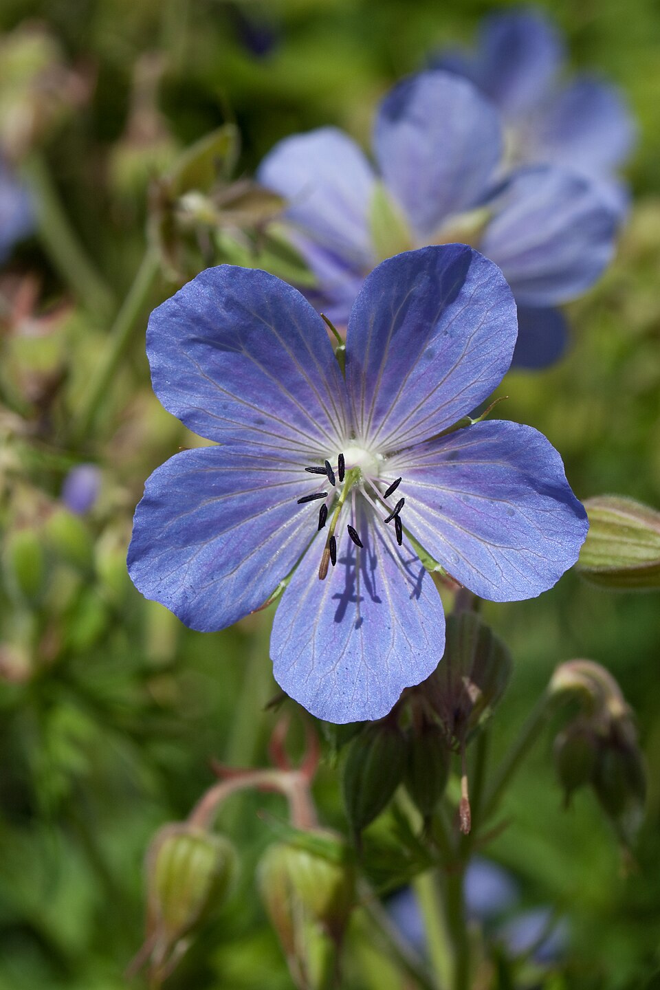 Geranium ‘Rozanne’