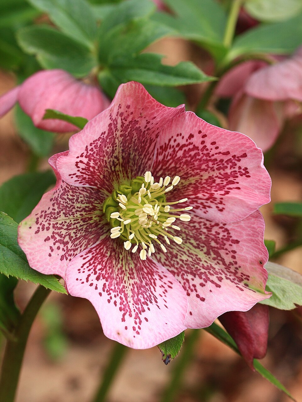 Lenten rose