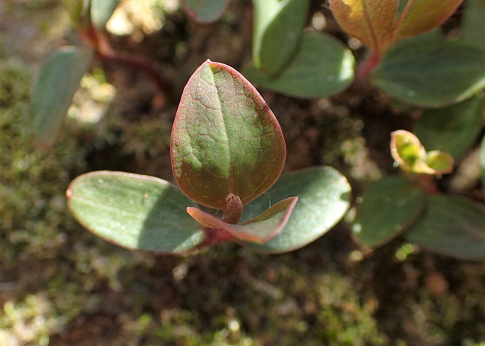 Honeysuckle ‘Serotina’
