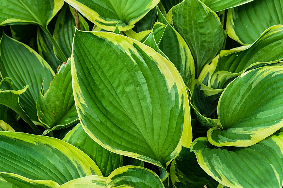 Hosta ‘Halcyon’