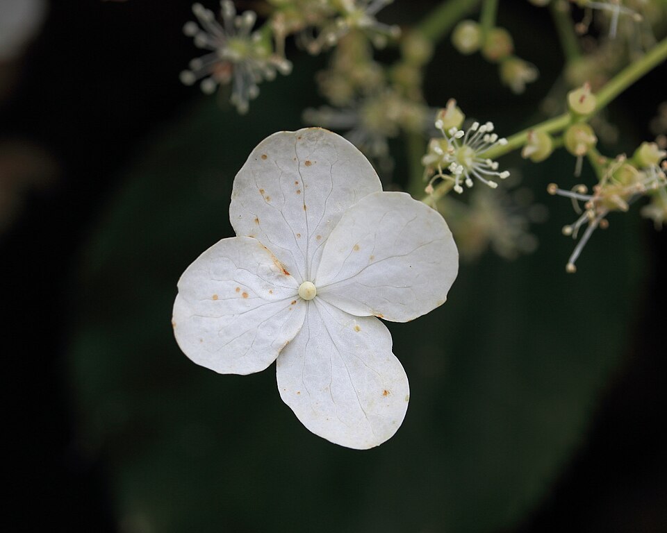 Climbing hydrangea
