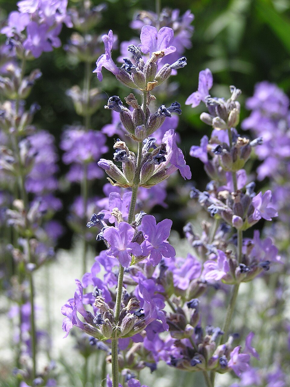 Lavender ‘Hidcote’