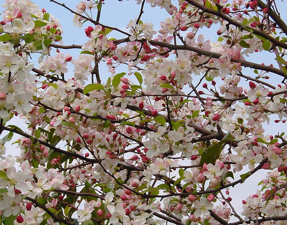 Crab apple ‘Evereste’