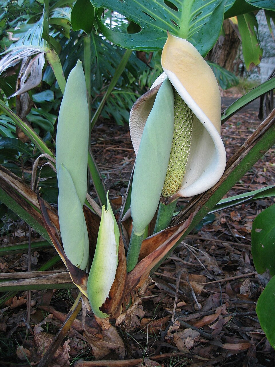 Swiss cheese plant