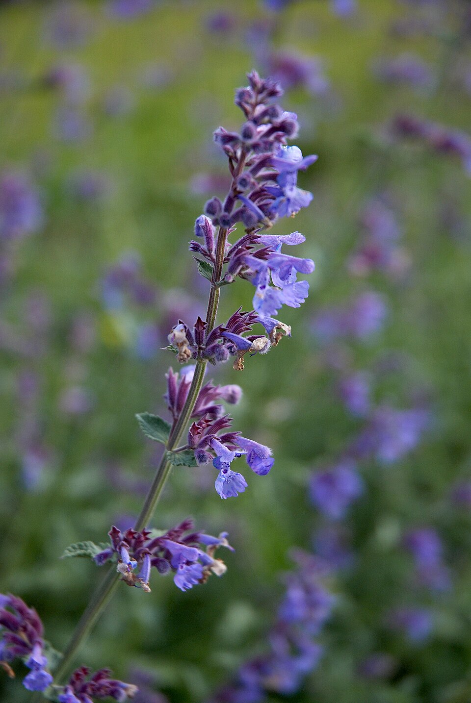 Catmint ‘Six Hills Giant’