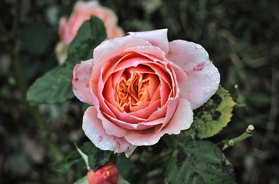 Rose ‘Gertrude Jekyll’