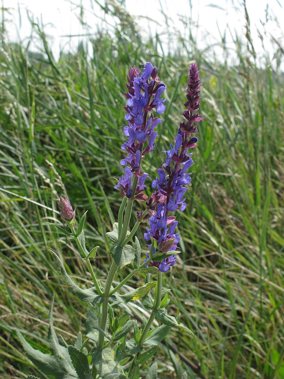 Salvia ‘Caradonna’
