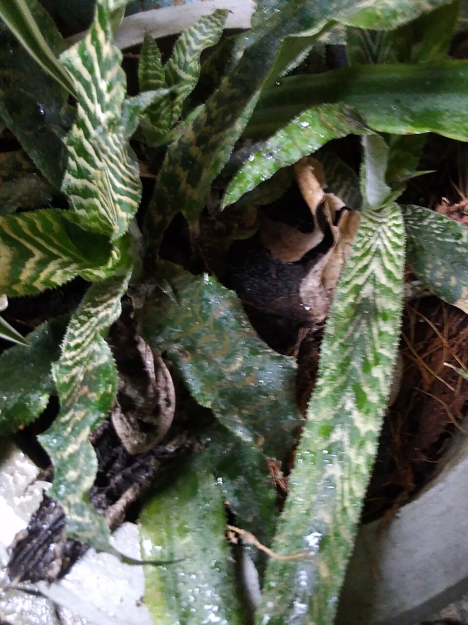 Snake plant