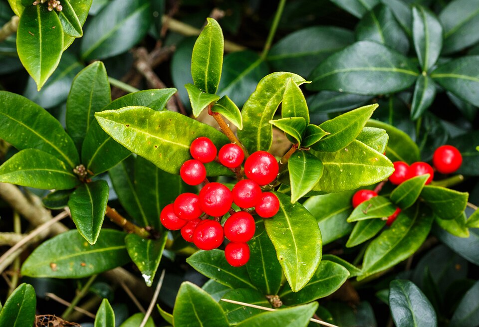 Skimmia ‘Rubella’