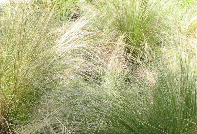 Pony tail grass