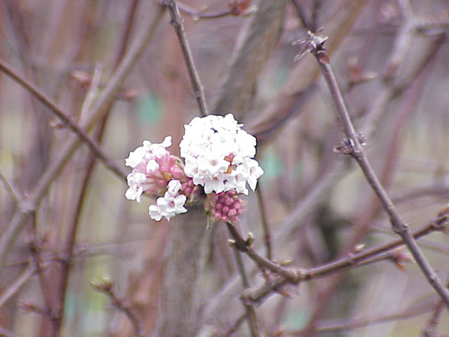 Viburnum ‘Dawn’