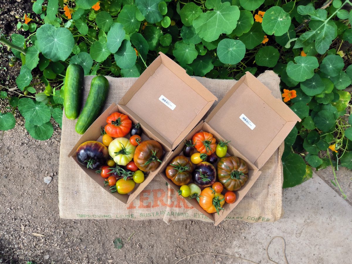 Boxes of heirloom tomatoes picked in the glasshouse