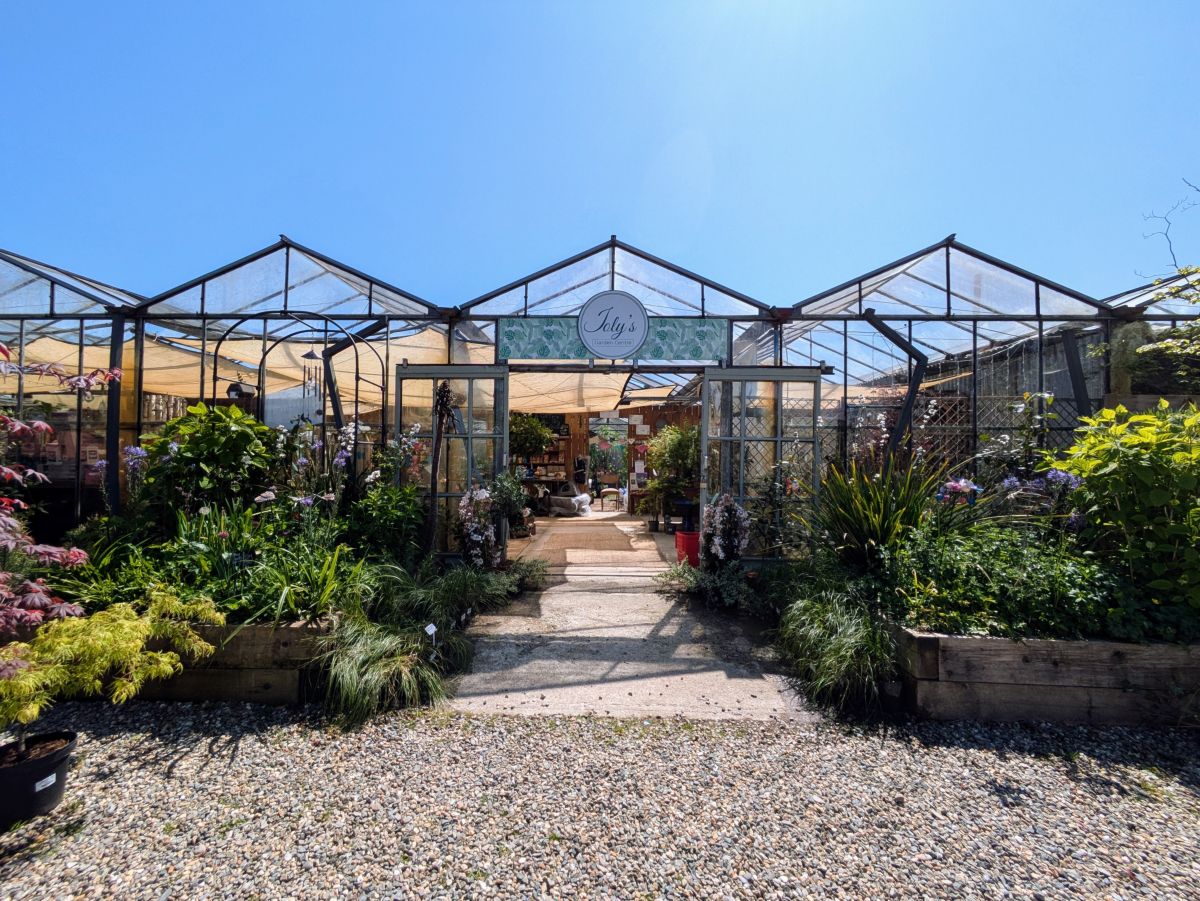 The glasshouse ranges at Joly's, benches in full leaf
