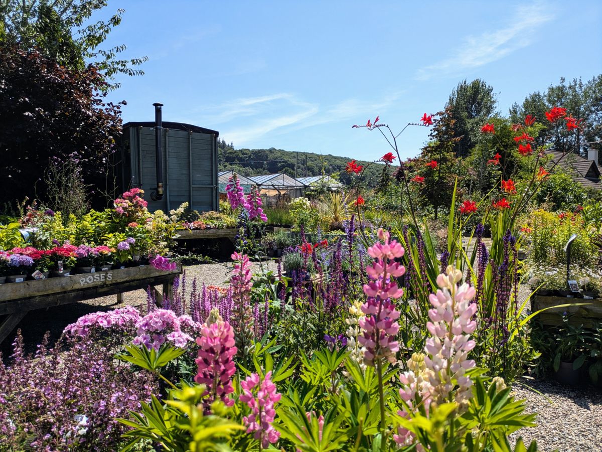 Lupins and alliums in flower on the outdoor benches